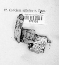 Calicium salicinum image